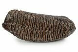 Fossil Woolly Mammoth Upper M Molar - Poland #357015-1